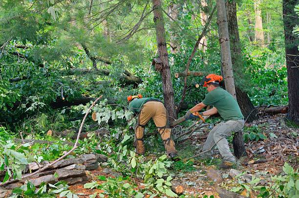 Best Tree Stump Removal  in Trevorton, PA